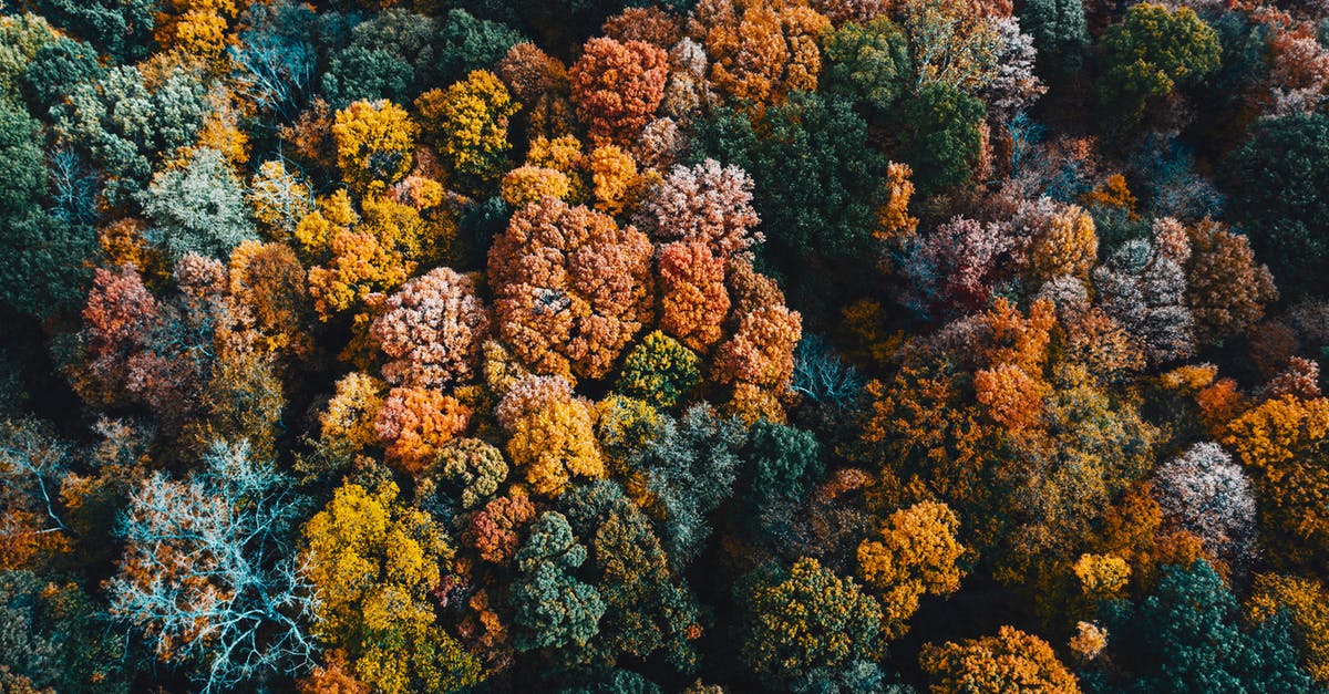 Why would they use a backdrop in this outdoor scene? - Aerial view of background of colorful lush tree tops growing in forest in fall