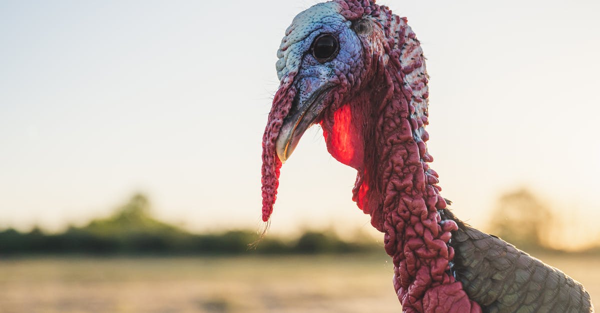 Will I need to watch "Twin Peaks: Fire Walk With Me" before the new third season? - Side view of Domestic turkey with long red wrinkled wattle and dark brown feathers in meadow in at down on blurred background