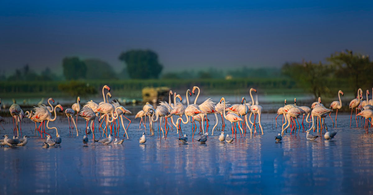 Will there ever be a second season of Firefly even after such a long hiatus? - Wild gentle graceful flamingos drinking water in calm river with grassy green embankment under bright blue sky in evening