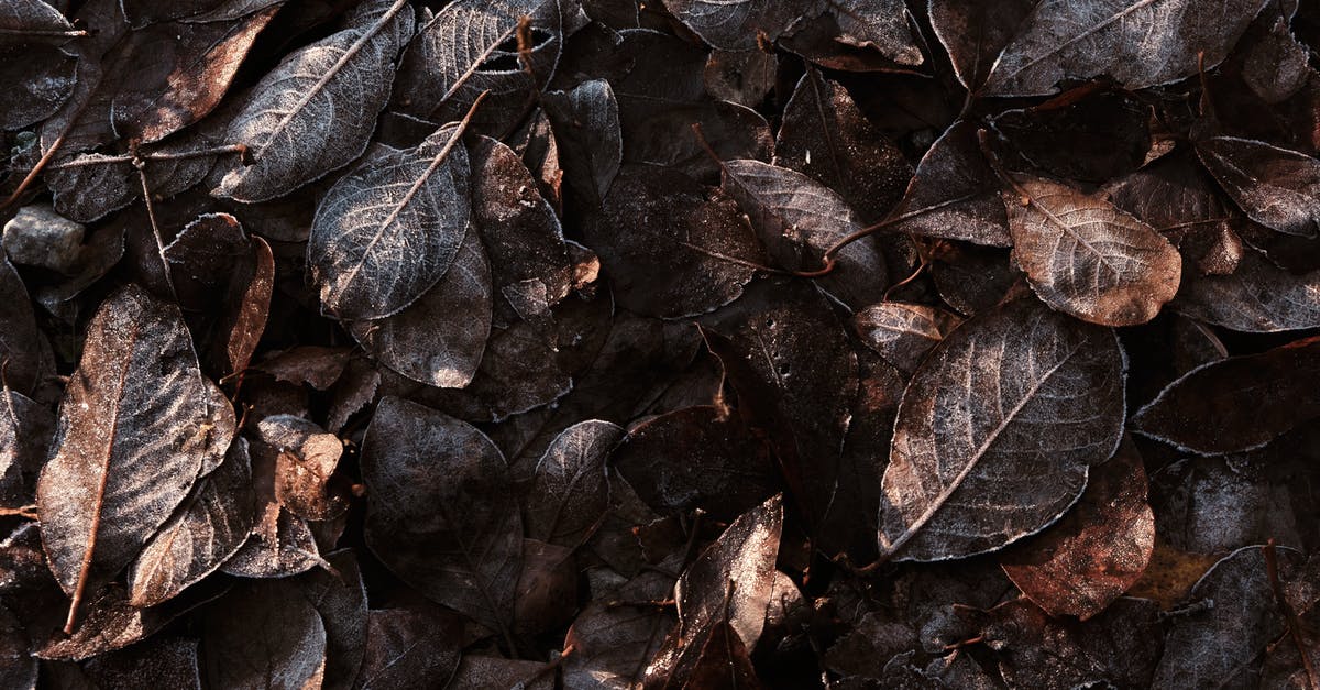 Winter is Coming - Black and Brown Dried Leaves